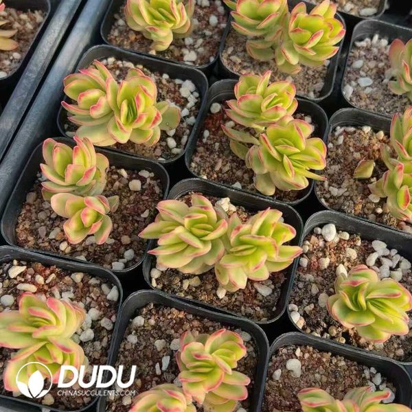 1756128833-1748414757-e202.jpg Crassula Dejecta Variegated - Image 2