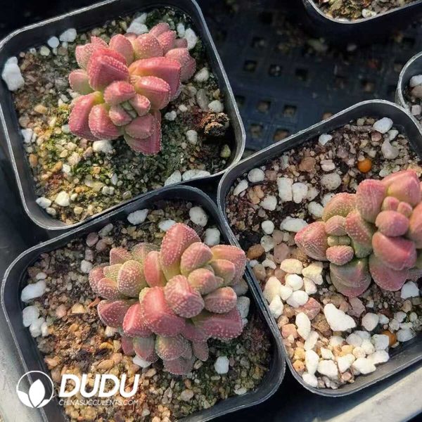 1756128840-1748414768-e201.jpg Crassula Elegans - Image 1