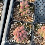 Crassula Elegans - Image 2