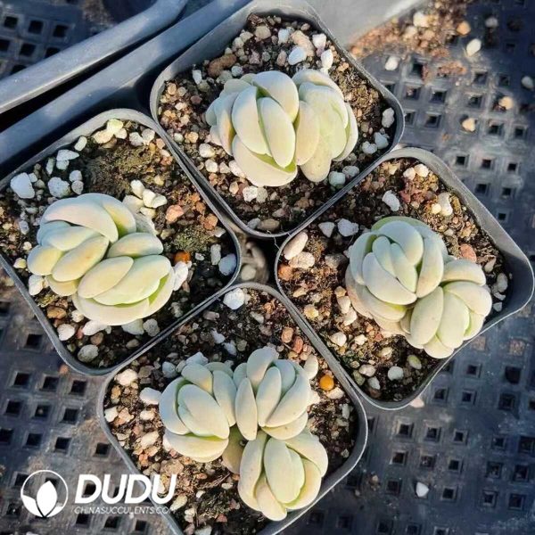 1756128846-1748414788-e201.jpg Crassula Tony(2-3 Heads) - Image 1