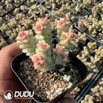 Crassula Crayon