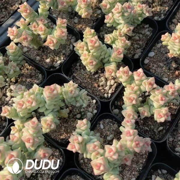 1756128849-1748414794-e202.jpg Crassula Crayon - Image 2