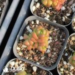 Crassula marchandii