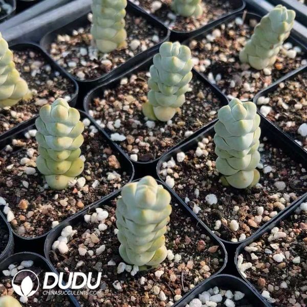 1756128854-1748414803-e201.jpg Crassula Arta - Image 1