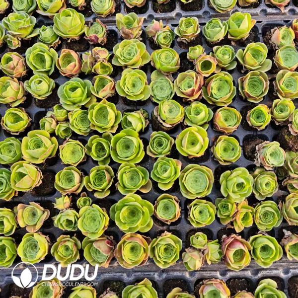 $0.14*128Pcs Aeonium Greenovia Diplocycla Seedlings(Mix & Match 6+) - Image 1