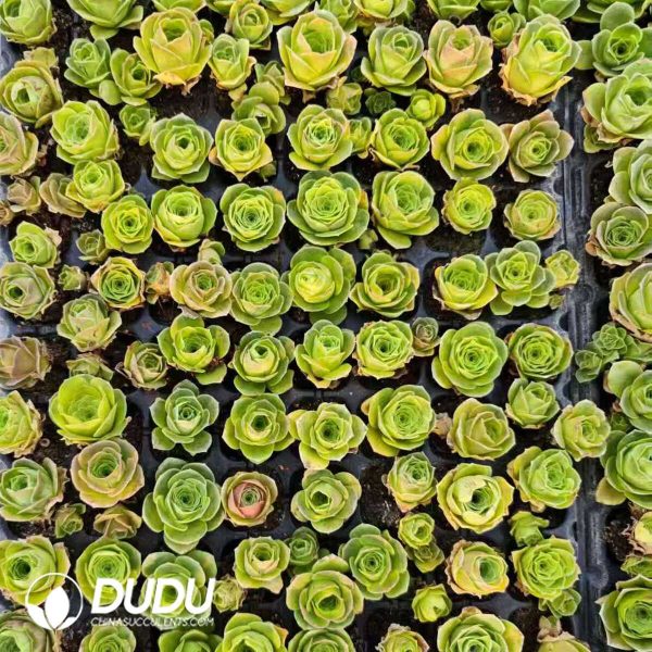 $0.16*128Pcs Aeonium Greenovia Aurea Ex El Hierro Seedlings(Mix & Match 6+) - Image 1