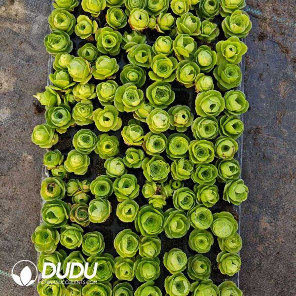 $0.14*128Pcs Aeonium Diplocyclum Var. Vigantea Seedlings(Mix & Match 6+) - Image 1