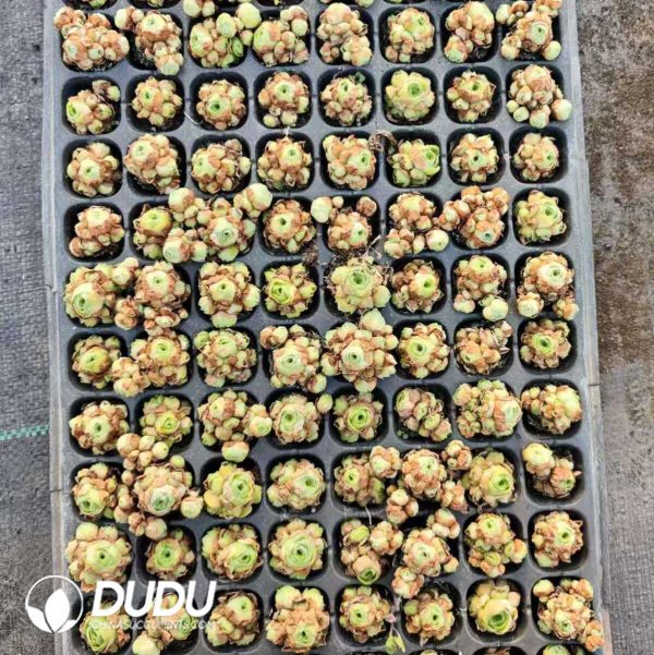 $0.14*128Pcs Aeonium Aureum Seedlings(Mix & Match 6+) - Image 1