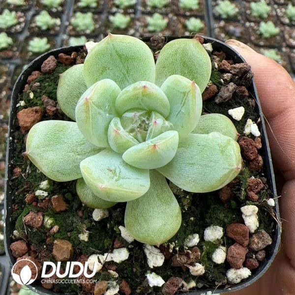 1756128894-1748575001-e201.jpg Echeveria Snow Jenny - Image 1