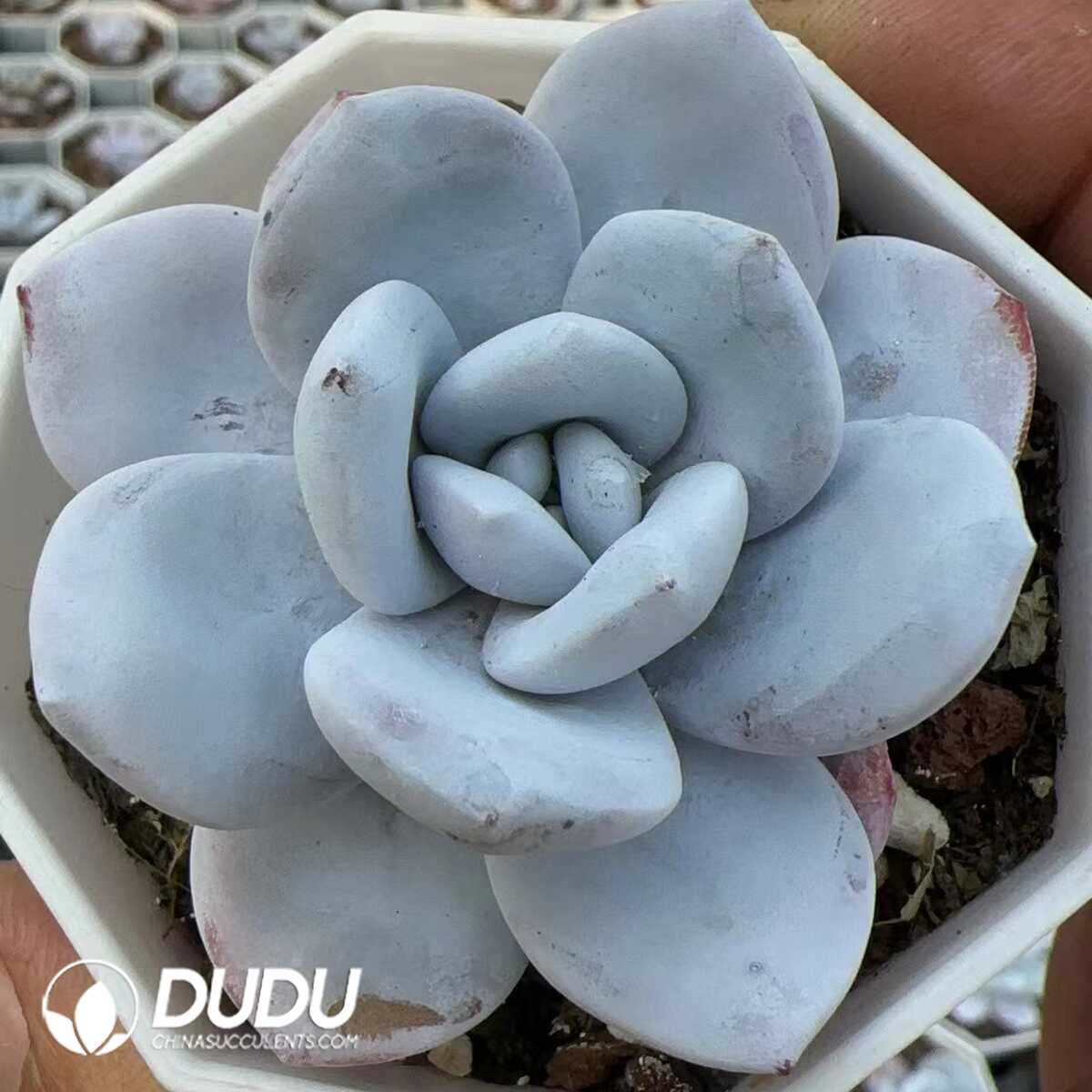 1756128978-1748575183-e201.jpg Echeveria Laui - Image 1