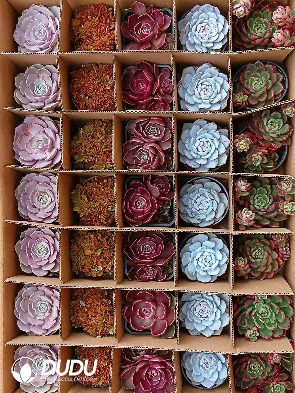 Echeveria Random Collocation 35Pcs - Dudu Wholesale Rare Live ...