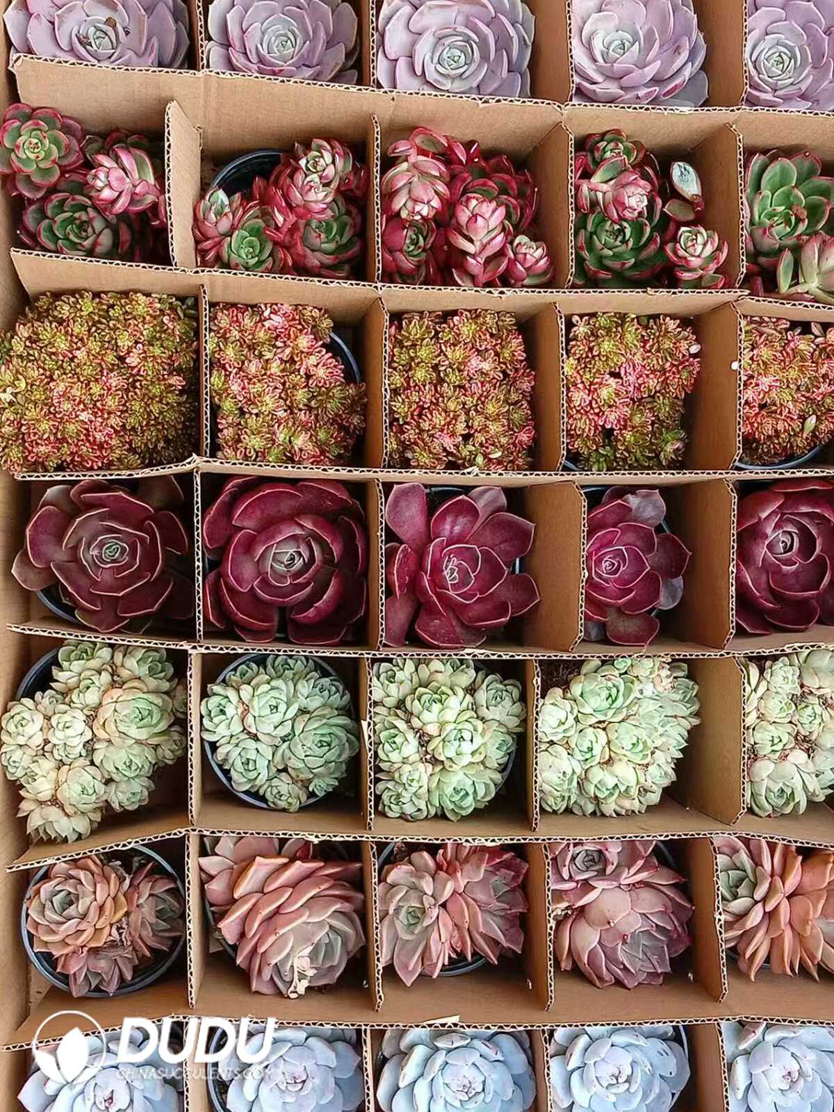 Echeveria Random Collocation 35Pcs - Dudu Wholesale Rare Live ...
