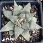 Ariocarpus retusus