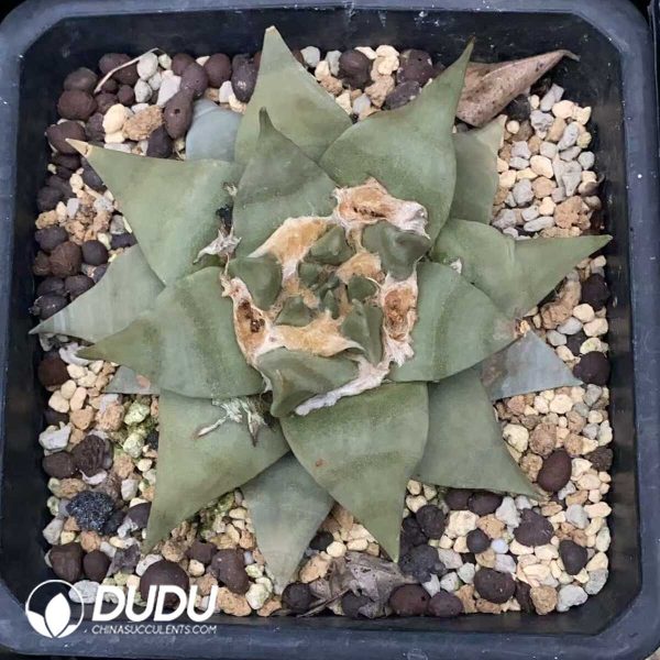1756129062-1748575452-e202.jpg Ariocarpus retusus - Image 2