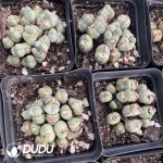 Conophytum-bilobum Clustering (starting from 12 head) - Image 2