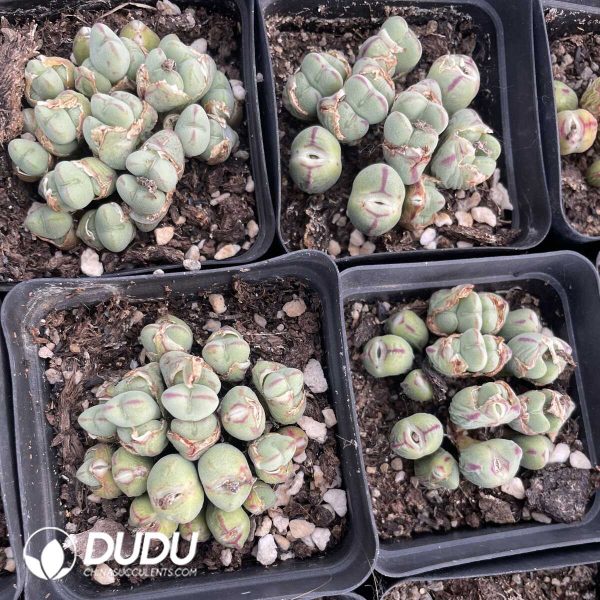 Conophytum-bilobum Clustering (starting from 12 head) - Image 2
