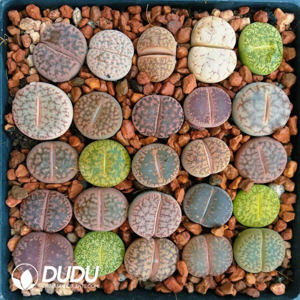 1756129077-1748589103-e201.jpg Lithops Mixed(Pot Sale) - Image 1