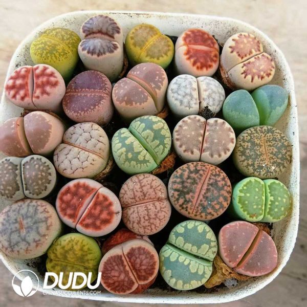 1756129080-1748589110-e201.jpg Lithops Mixed(22-27pcs) - Image 1