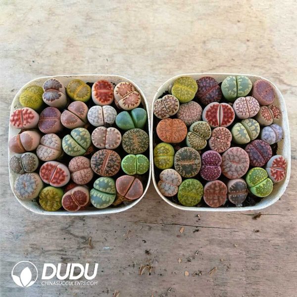 1756129081-1748589113-e202.jpg Lithops Mixed(22-27pcs) - Image 2