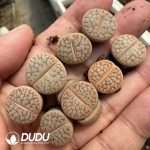 Lithops pseudotruncatella C245 Milk
