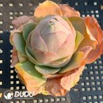 Aeonium Greenovia aurea ex El Hierro