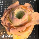 Aeonium Greenovia aurea ex El Hierro - Image 2