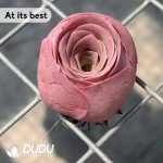 Aeonium Greenovia aurea ex El Hierro - Image 3