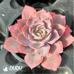Echeveria Pinky