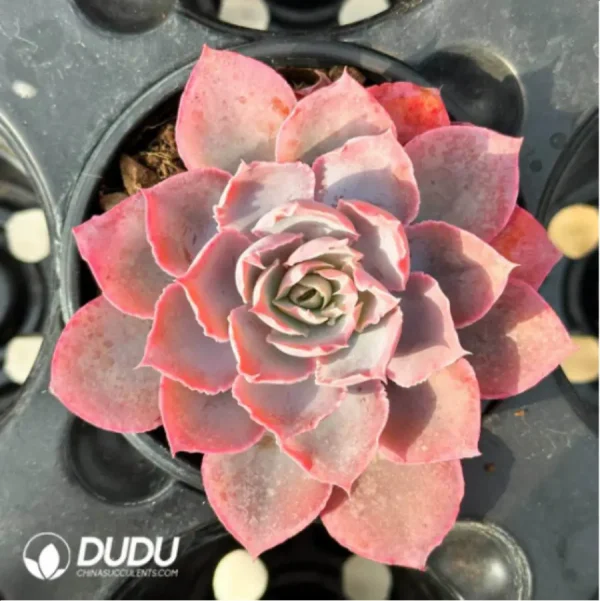 Echeveria Pinky - Image 2