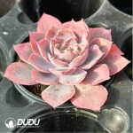 Echeveria Pinky - Image 3