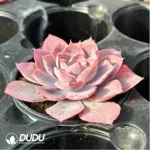 Echeveria Pinky - Image 4