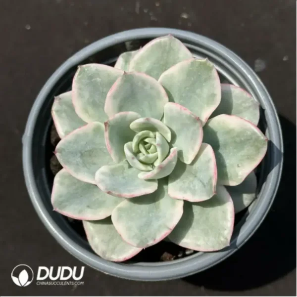 Echeveria Creamy Yellow Peach variegated - Image 1