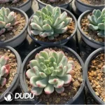 Echeveria Blue Apple Variegated