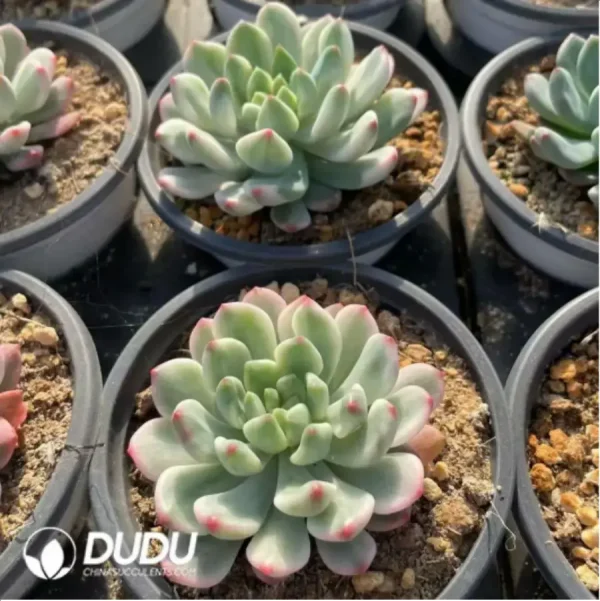 Echeveria Blue Apple Variegated - Image 2