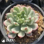Echeveria Blue Apple Variegated - Image 3