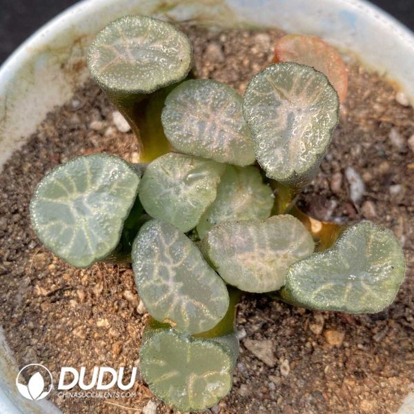 Haworthia Sun - Image 1