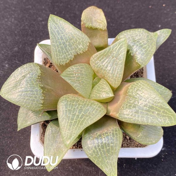 Haworthia Butterfly - Image 1