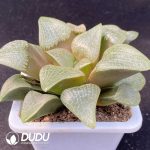Haworthia Butterfly - Image 2