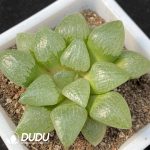 Haworthia Qin Zhi Ji
