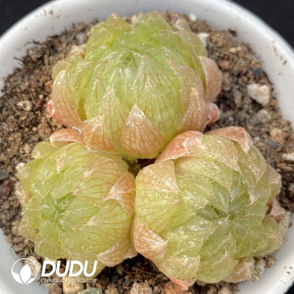 Haworthia cooperi var. picturata Clustering 3 heads(Scattered Clustering) - Image 1