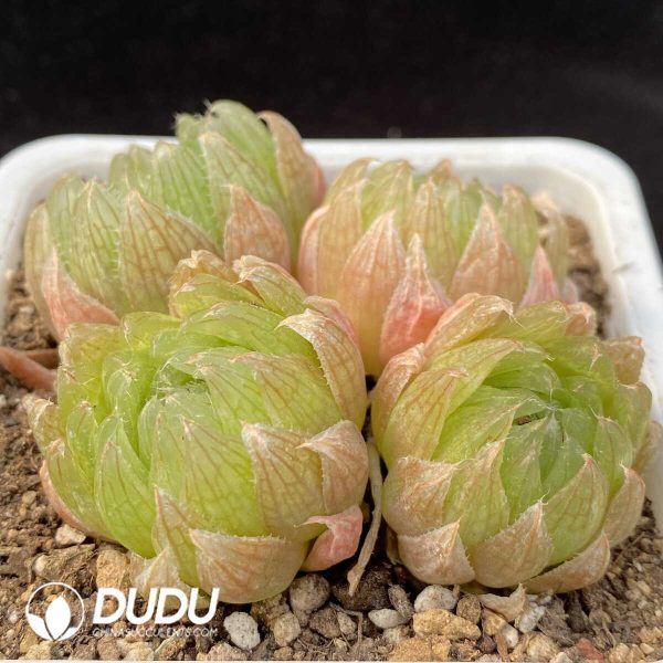 Haworthia cooperi var. picturata Clustering 4 heads (Scattered Clustering) - Image 2