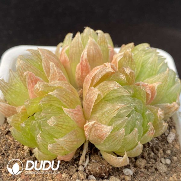 Haworthia cooperi var. picturata Clustering 5 heads(Scattered Clustering) - Image 2