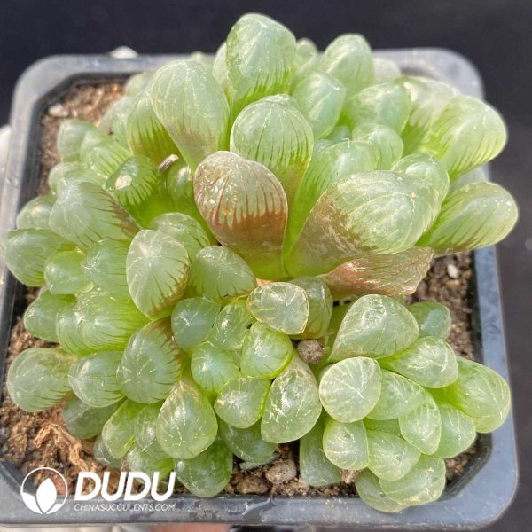 Haworthia Kong's Ice lantern Clustering 4 heads(Scattered Clustering) - Image 1