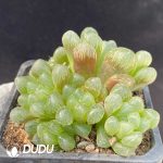Haworthia Kong's Ice lantern Clustering 4 heads(Scattered Clustering) - Image 2