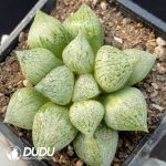 Haworthia Tao Yuan Sliver