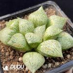 Haworthia Tao Yuan Sliver - Image 2