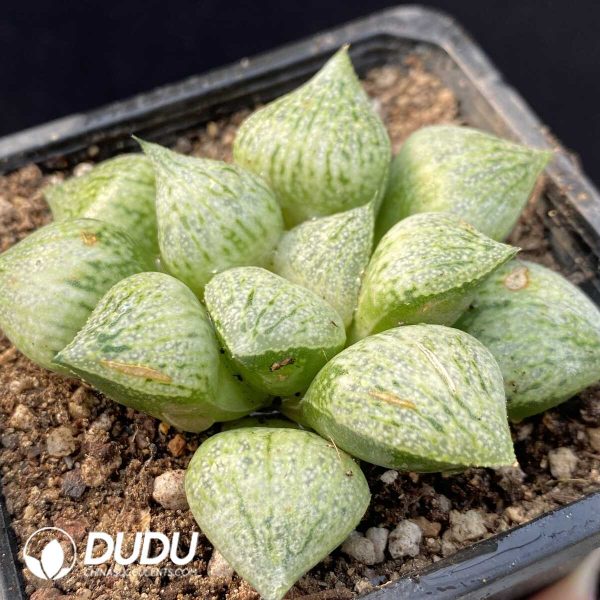 Haworthia Tao Yuan Sliver - Image 2