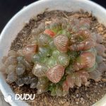 Haworthia Cooperi var. venusta Clustering 4 heads+ (Scattered Clustering)
