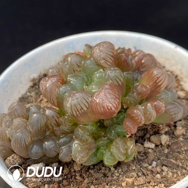 Haworthia Cooperi var. venusta Clustering 4 heads+ (Scattered Clustering) - Image 2