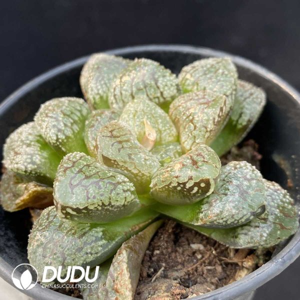 Haworthia Modo - Image 2